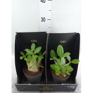 Adenium NB 'Ansu Baobab'