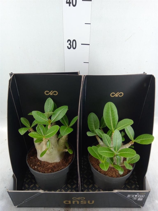 <h4>Adenium NB 'Ansu Baobab'</h4>
