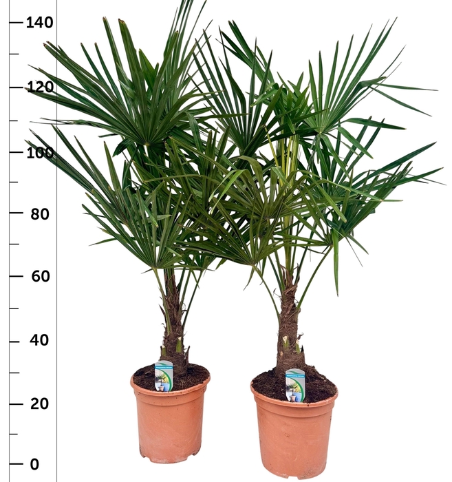 <h4>TRACHYC FORTUNEI</h4>