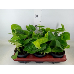 Epipremnum pinn. 'Global Green'