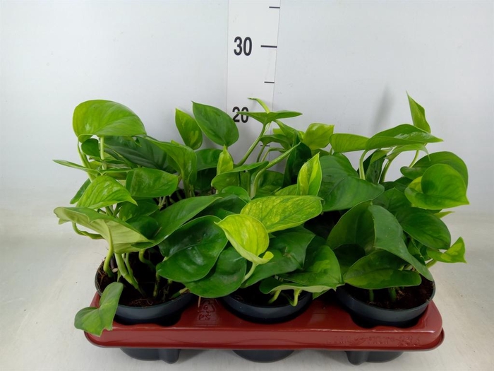 <h4>Epipremnum pinn. 'Global Green'</h4>