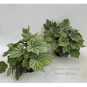Begonia Hovaria Silver Maples 14cm