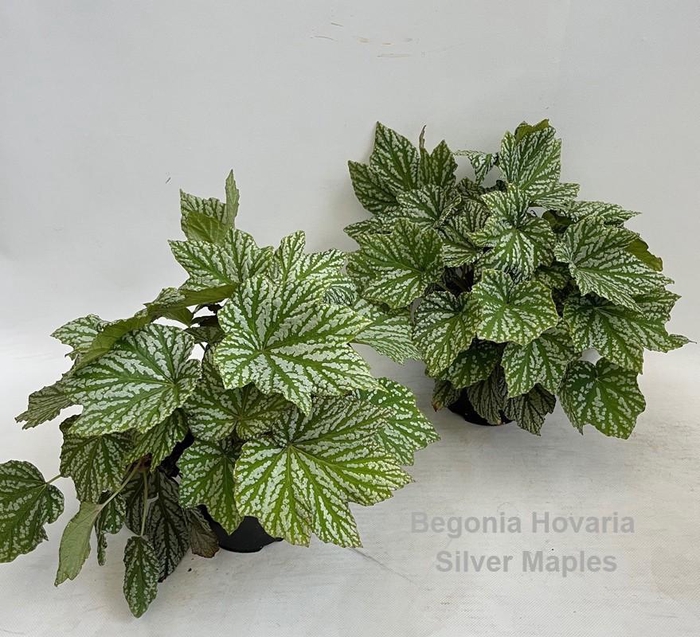 <h4>Begonia Hovaria Silver Maples 14cm</h4>