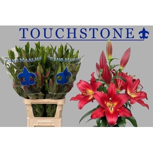 LI OT TOUCHSTONE