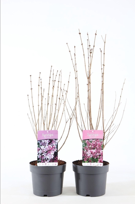 <h4>Syringa Mix</h4>