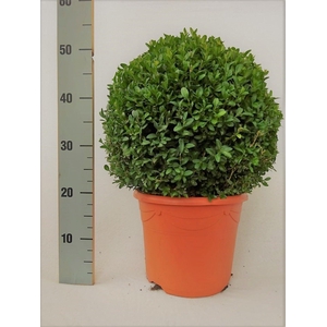 BUXU SEMPERVIRENS
