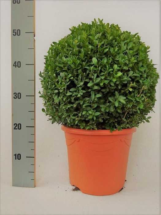 <h4>BUXU SEMPERVIRENS</h4>