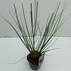 Cortaderia selloana