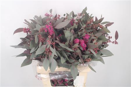 <h4>Euca Populus Berry Cerise Flower Per Bunch</h4>