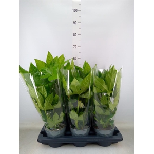 Fatsia japonica   ...