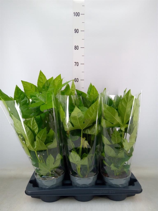 <h4>Fatsia japonica   ...</h4>