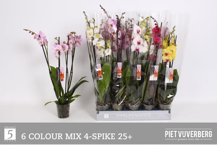 <h4>PHAL GEM 6 KL</h4>