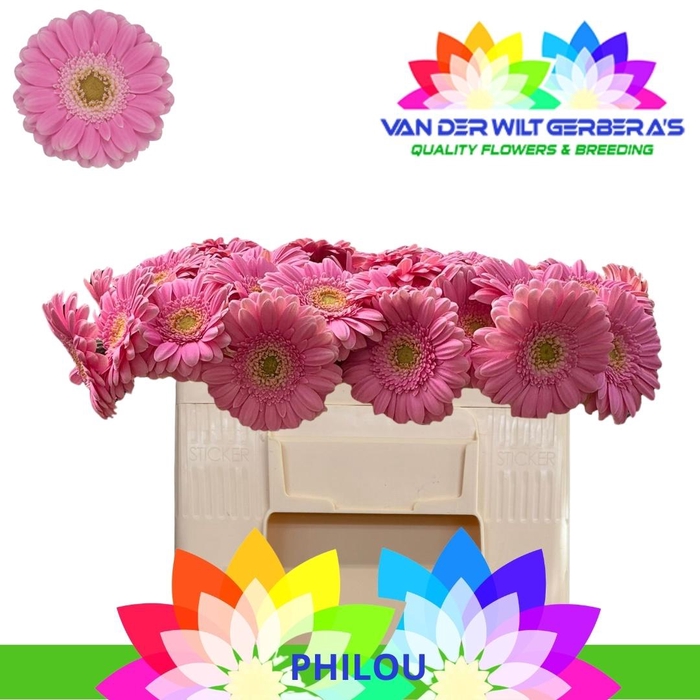 <h4>GE MI PHILOU</h4>