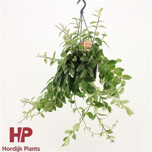 Aeschynanthus Lobbianus Variegatus Hang