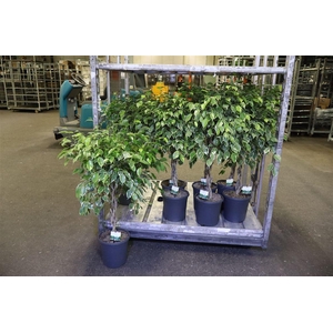 Ficus Twisted Stam Bont