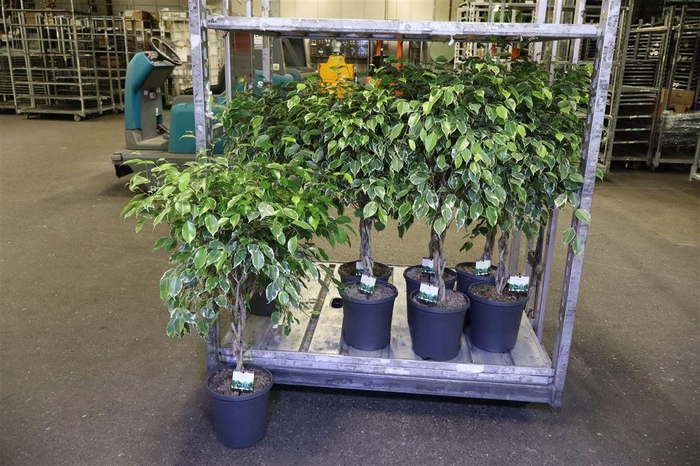<h4>Ficus Twisted Stam Bont</h4>