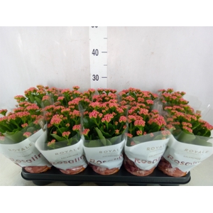 Kalanchoe blos. 'RosDon Victorio'