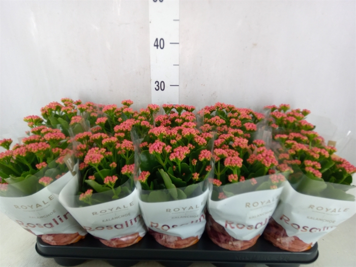 <h4>Kalanchoe blos. 'RosDon Victorio'</h4>