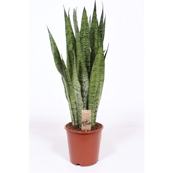 <h4>Sansevieria zeylanica</h4>