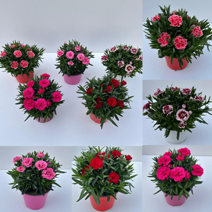 Dianthus overig