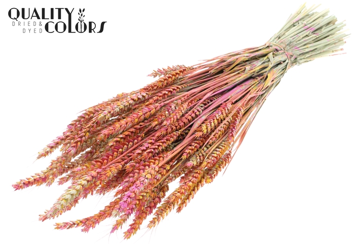 Triticum per bunch Multicolour Cerise