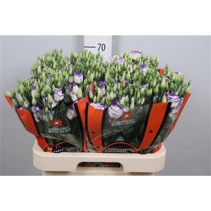 Eus G Rosi Blue Pico