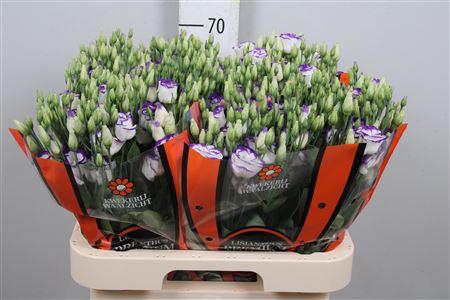 <h4>Eus G Rosi Blue Pico</h4>