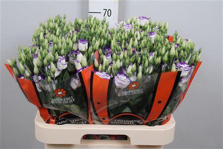 <h4>Eus G Rosi Blue Pico</h4>