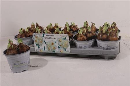 <h4>Narc D Bridal Crown</h4>