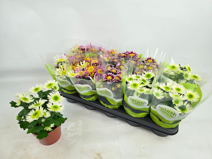 <h4>CHRYS SPLASH GEM</h4>