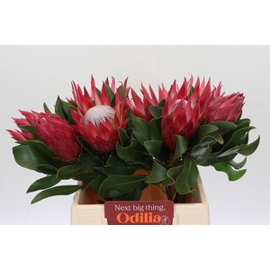 Protea Cynaroides Madiba