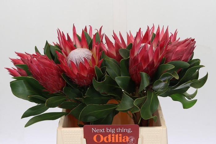 <h4>Protea Cynaroides Madiba</h4>