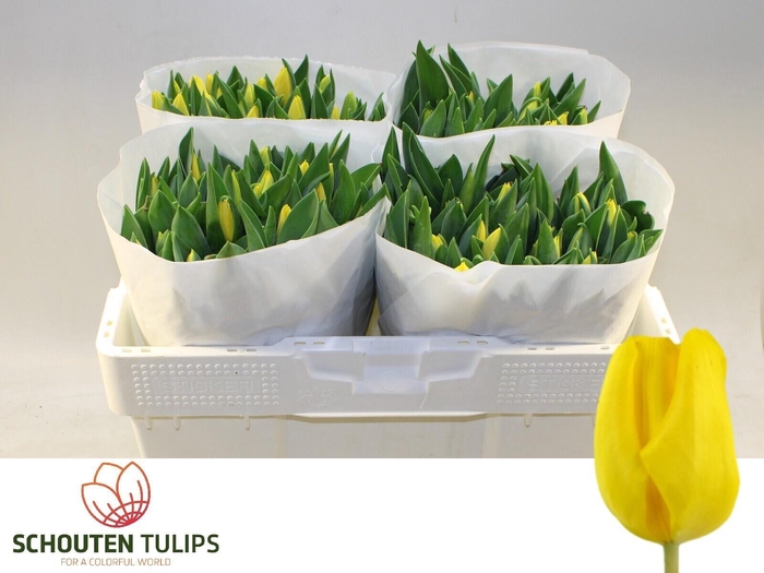 <h4>TU EN YELLOW FLIGHT</h4>