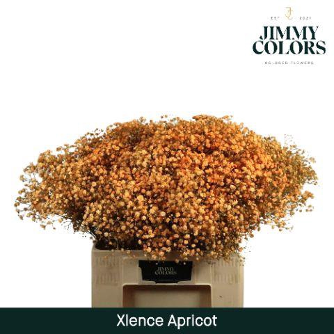 <h4>Gyps Xlence L60 Apricot</h4>