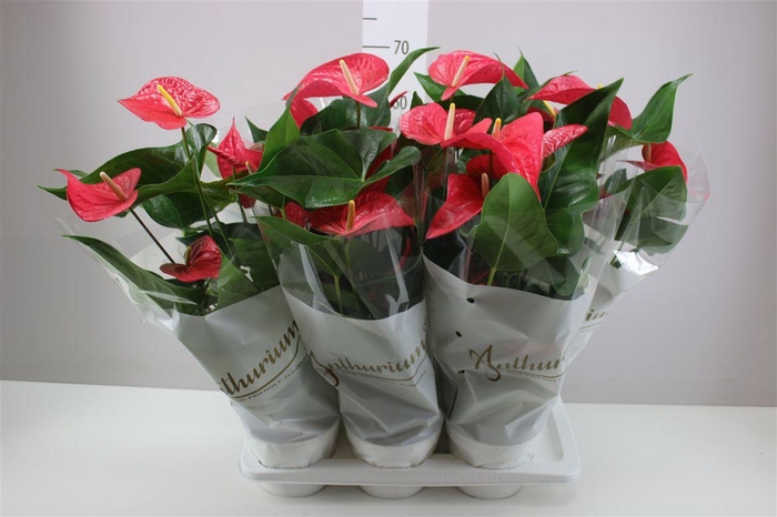 <h4>Anth An Maine</h4>