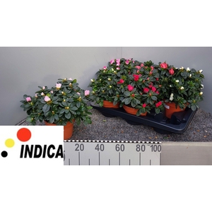 RHODO SI V GEM 5 SRT