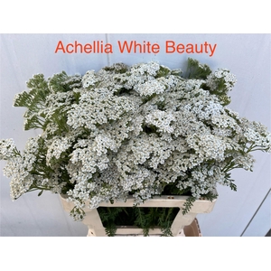 ACHIL M WHITE BEAUTY