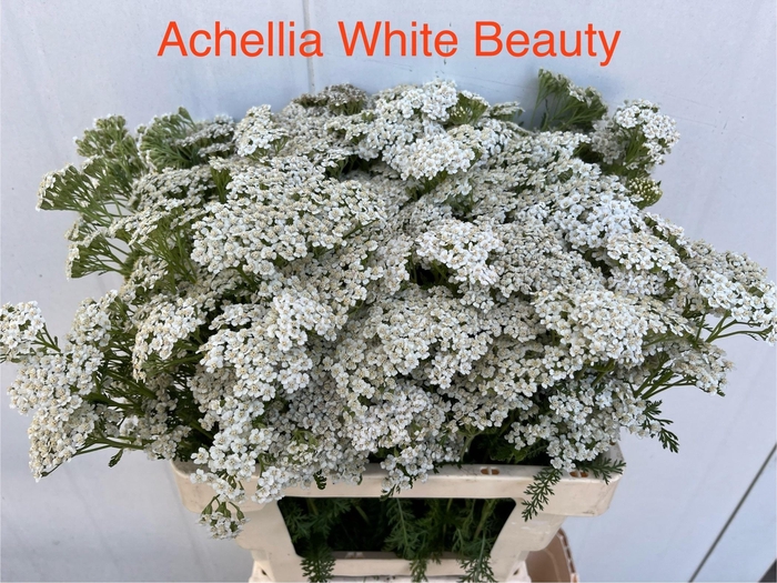 <h4>ACHIL M WHITE BEAUTY</h4>
