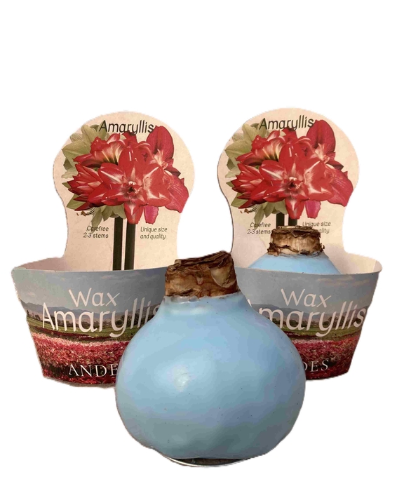 <h4>HIPPEASTRUM-HYBRID P14</h4>