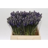 Scilla Blauw