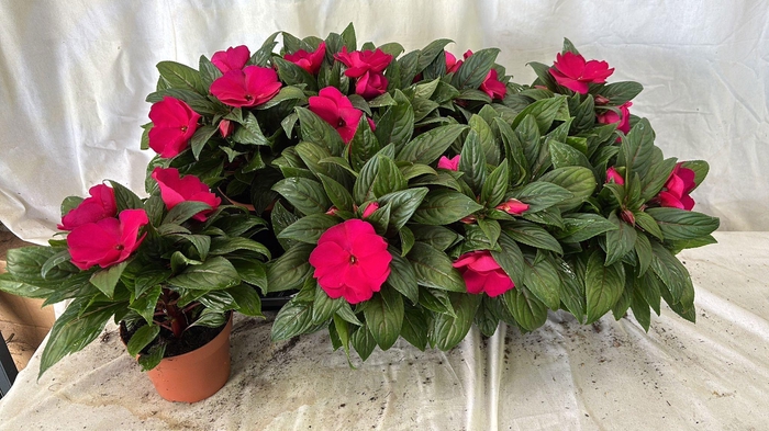 <h4>IMPAT CP PURPLE BLUE</h4>