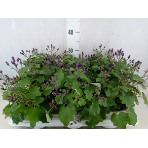 Pericallis CR 'Senetti Blue Deep'