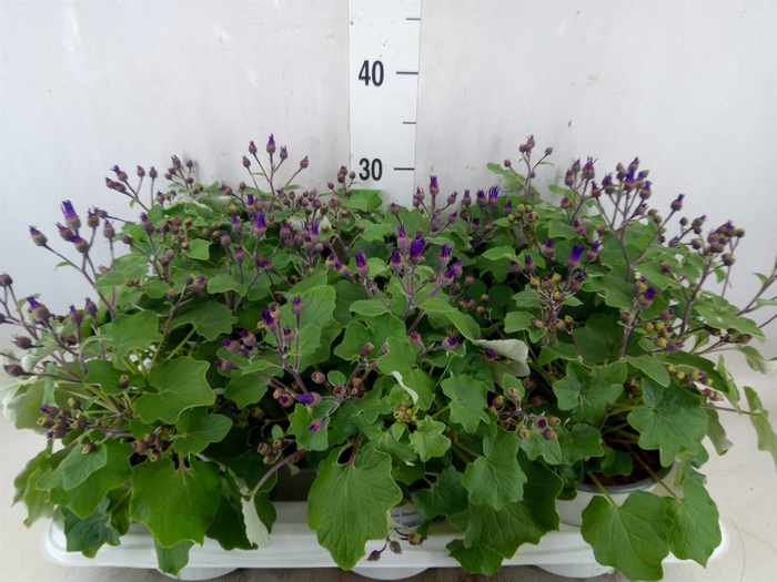 <h4>Pericallis CR 'Senetti Blue Deep'</h4>