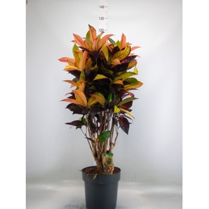 Codiaeum var. KL 'Mrs Iceton'