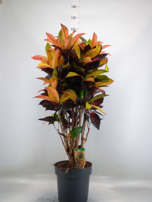 <h4>Codiaeum var. KL 'Mrs Iceton'</h4>