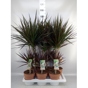 Dracaena marg. 'Magenta'