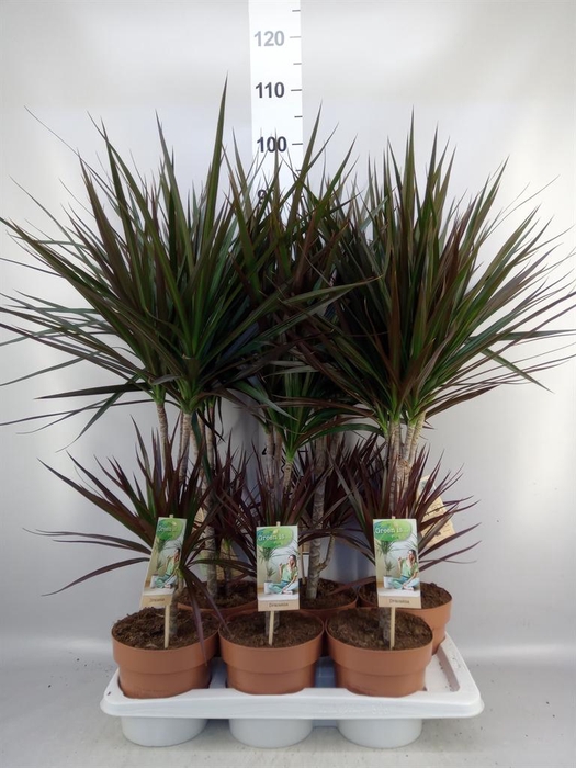 <h4>Dracaena marg. 'Magenta'</h4>