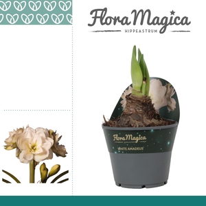 Amaryllis White Amadeus 2 knop Potkraag