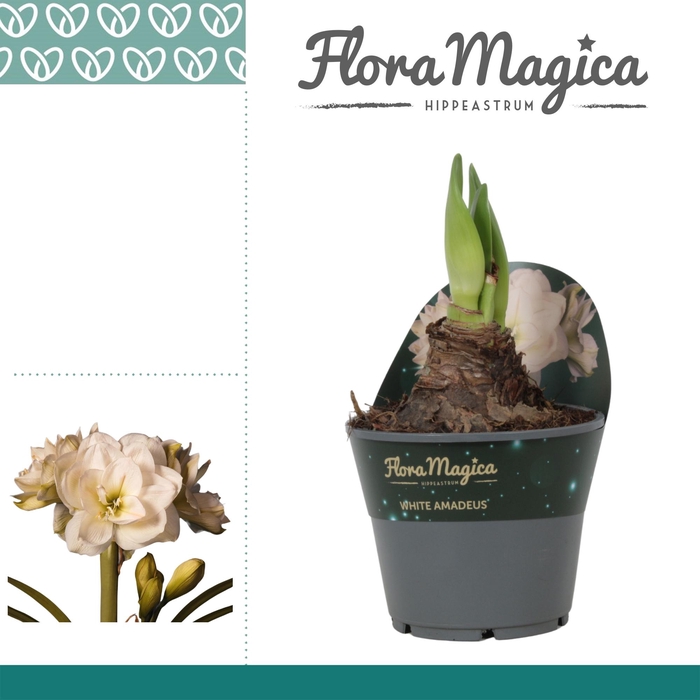 <h4>Amaryllis White Amadeus 2 knop Potkraag</h4>