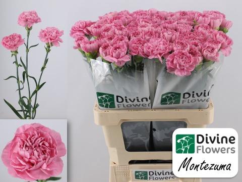 <h4>DI ST MONTEZUMA</h4>